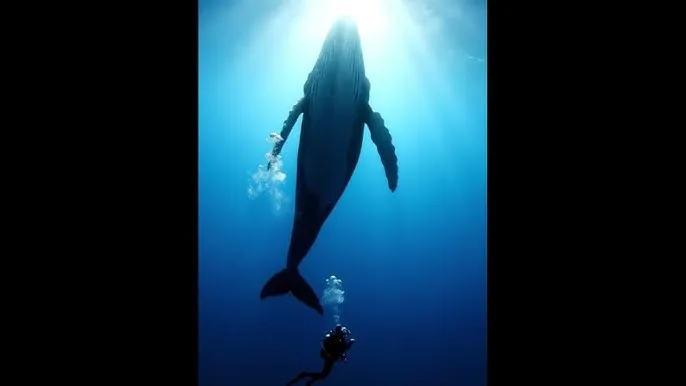 富美子之足 - 深蓝星球：探索海洋深处的未知世界